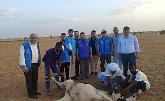 Moritanya’da Bir Kurban, Bin Umut: Almanya’dan Afrika’ya Kardeşlik Köprüsü